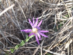 Symphyotrichum sericeum