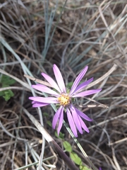 Symphyotrichum sericeum