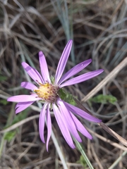 Symphyotrichum sericeum