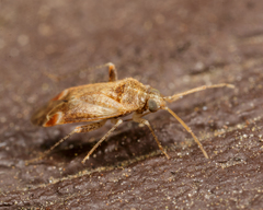 Hamatophylus guttulosus