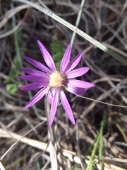 Symphyotrichum sericeum