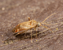 Hamatophylus guttulosus