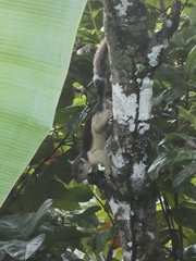 Sciurus variegatoides helveolus