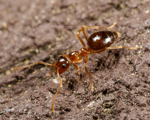 American Winter Ant photo 4