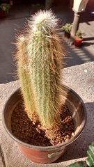 Cactaceae