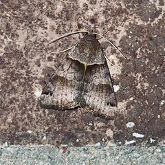 Caenurgina crassiuscula