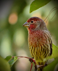 Haemorhous mexicanus