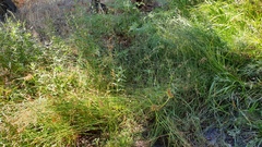 Juncus rugulosus