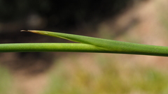 Juncus rugulosus