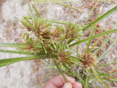 Cyperus ochraceus