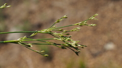 Juncus rugulosus