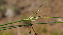 Juncus rugulosus