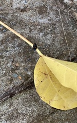 Euthyrrhapha pacifica