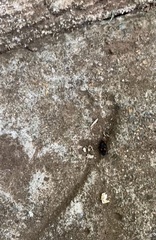 Euthyrrhapha pacifica