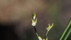 Juncus rugulosus