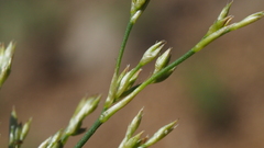 Juncus rugulosus