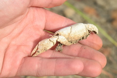 Procambarus steigmani