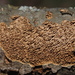 Brown-toothed Crust Fungus - Photo (c) Jason M Crockwell, some rights reserved (CC BY-NC-ND), uploaded by Jason M Crockwell