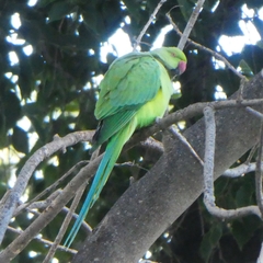 Psittacula krameri