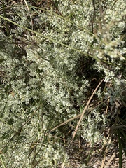 Polygonella polygama polygama