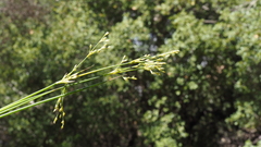 Juncus rugulosus