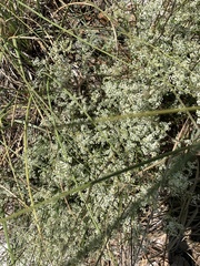 Polygonella polygama polygama