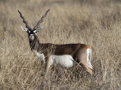 Antilope cervicapra