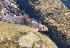 Etheostoma osburni