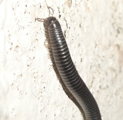 Ommatoiulus sabulosus aimatopodus