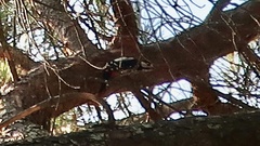 Dendrocopos major