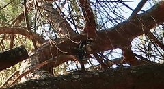Dendrocopos major