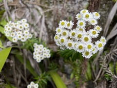 Anaphalioides subrigida