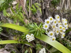 Anaphalioides subrigida