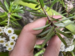 Anaphalioides subrigida