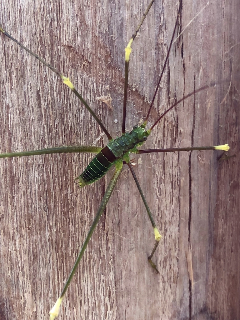 Rhammatopoda