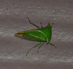 Stictolobus arcuatus