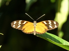 Heliconius ismenius