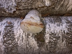 Fomes fomentarius