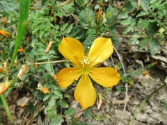 Mentzelia angurate
