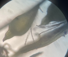 Eleocharis parvula