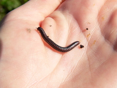 Spirobolellus antipodarus