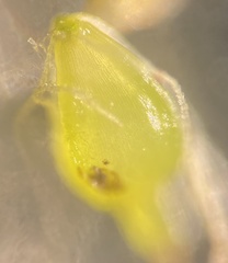 Eleocharis parvula