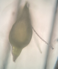 Eleocharis parvula