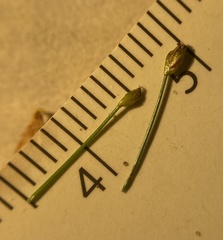 Eleocharis parvula