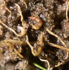 Eleocharis parvula