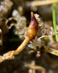 Eleocharis parvula