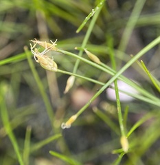 Eleocharis parvula