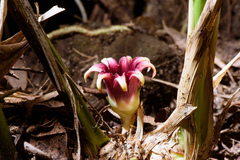 Aspidistra attenuata