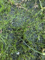 Eleocharis parvula