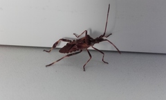 Leptoglossus occidentalis